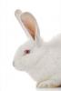 Wit konijn